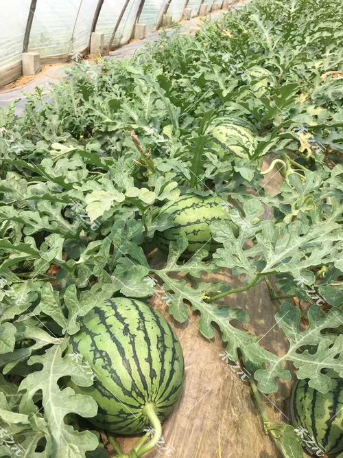 红玉西瓜种植方法