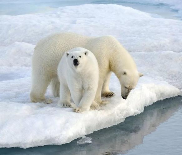北极有哪些动物