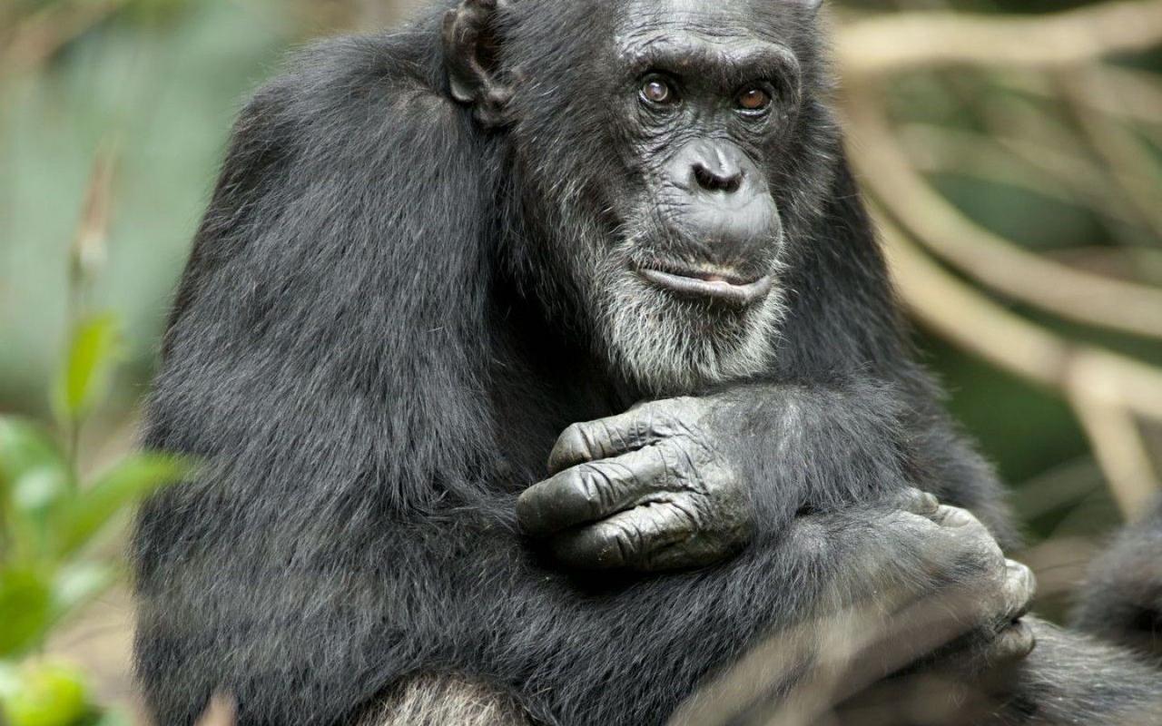 猩猩的智商有多高