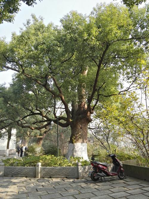杭州城市路边栽的都是什么树（杭州路上都种了什么树）