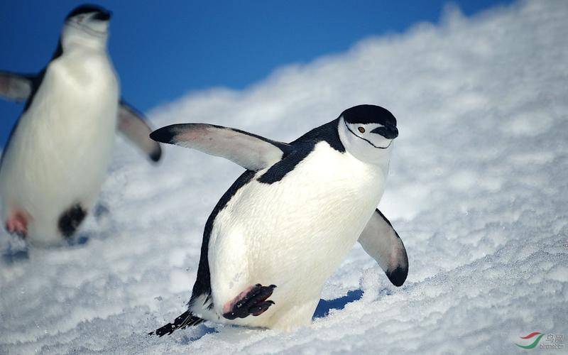 南极地区有什么生物