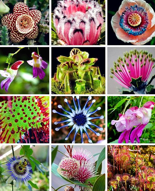 8种奇特的花（50种奇异的花）