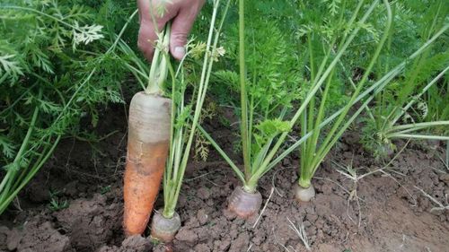 萝卜种植方法（11-12月适合种什么菜）