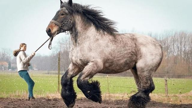 世界上最吓人的一只马（世界上最大最凶猛的马）