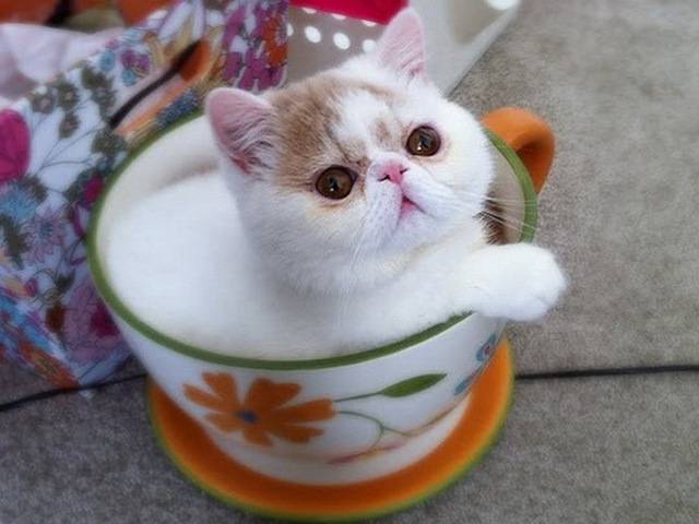 一只茶杯猫要几元