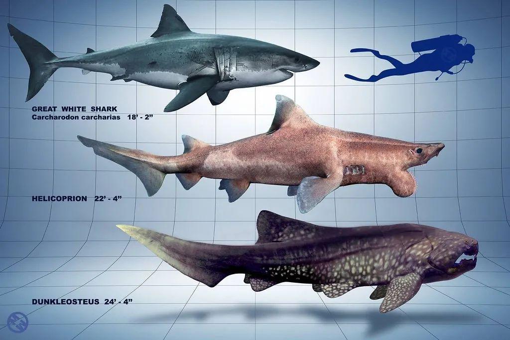 噬人鲨和尖齿鲨对比