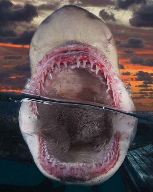 现实中的鲨鱼会咬人吗（哪些鲨鱼会咬人）