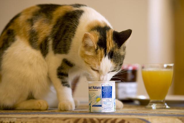 人吃的酸奶可以给猫吗