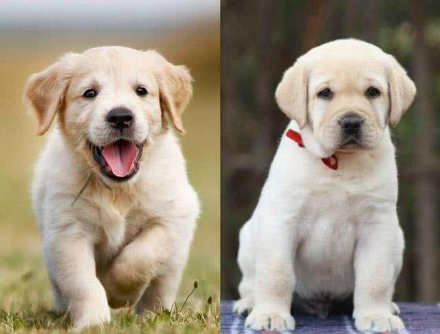 如何区分拉布拉多幼犬和金毛幼犬（金毛和拉布拉多幼犬怎么分别）