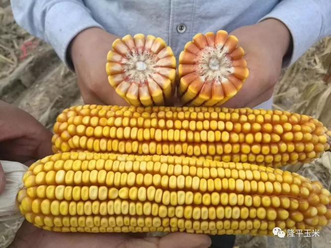 2023年辽宁省最新审定的玉米品种（2024年最新玉米品种有哪些）