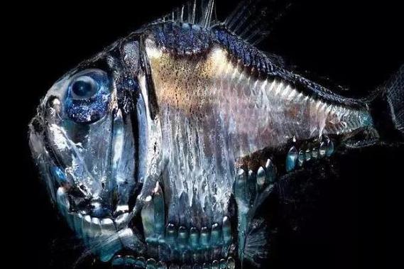 十大最丑陋深海鱼（十大深海鱼排名）