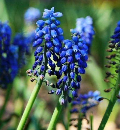 蓝色的花有那几种（10种最漂亮的蓝色的花叫什么花）
