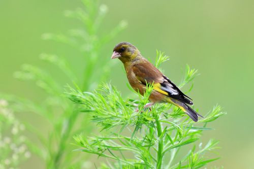 金翅雀是国家几级保护动物