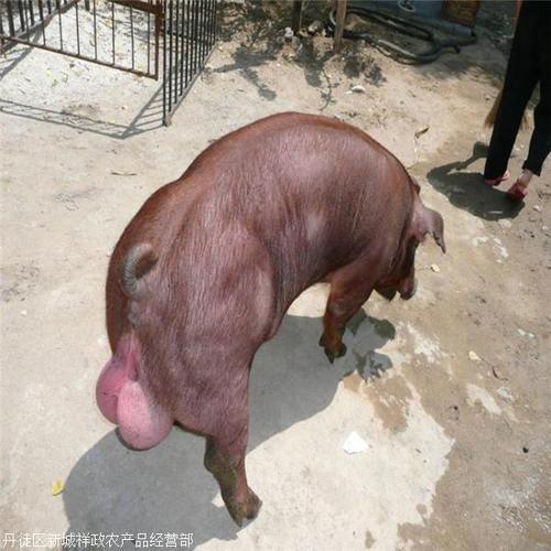200斤的母猪天能长多重（8个月大的母猪一般多少斤）