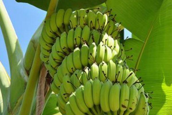 香蕉种植三大禁忌