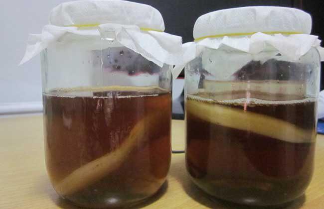 谁有红茶菌菌种的制作方法