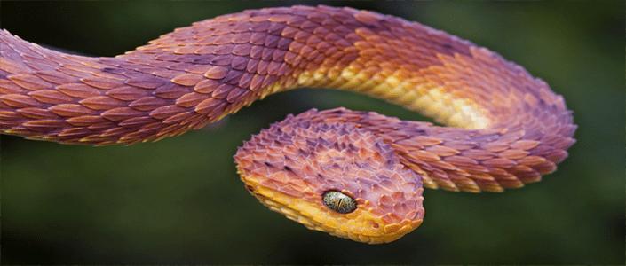蛇为什么怕硫磺