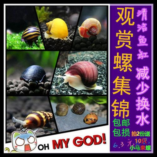 十种不同种类观赏螺