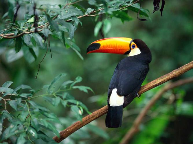 亚马逊雨林十大最凶猛的动物