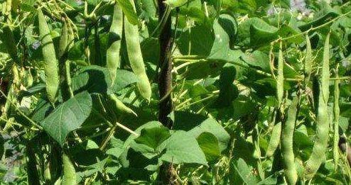 露地芸豆几月份种植