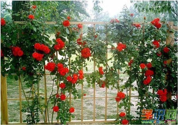 蔷薇花的种植栽培方法爬藤