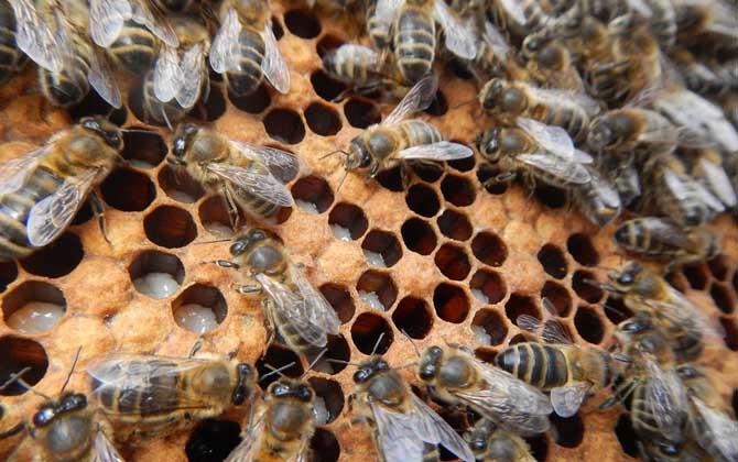 蜜蜂能活多少天（蜜蜂一般活多久）