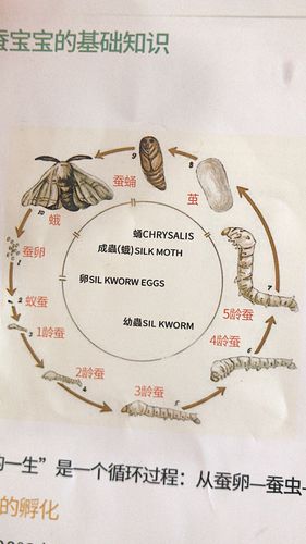 蚕的8个成长过程（蚕的一生的生长过程记录表）