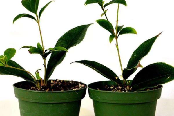 盆栽栽桂花树的养护方法和注意事项是什么