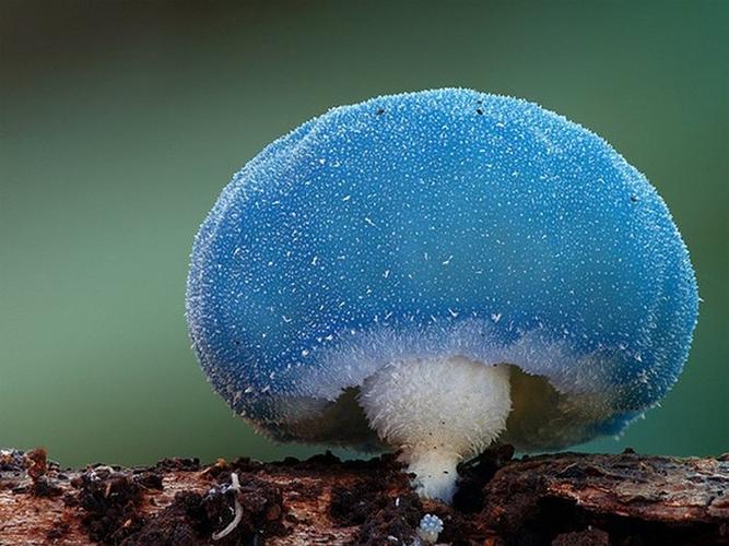 蓝色的蘑菇有哪些（世界上有多少种蓝色的蘑菇）