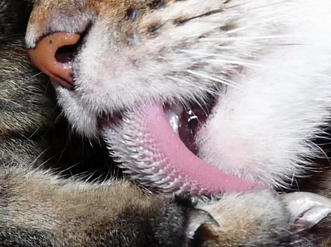 猫科动物舌头倒刺可以收起来吗