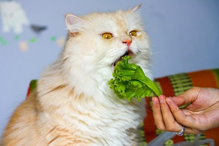猫咪能吃什么蔬菜