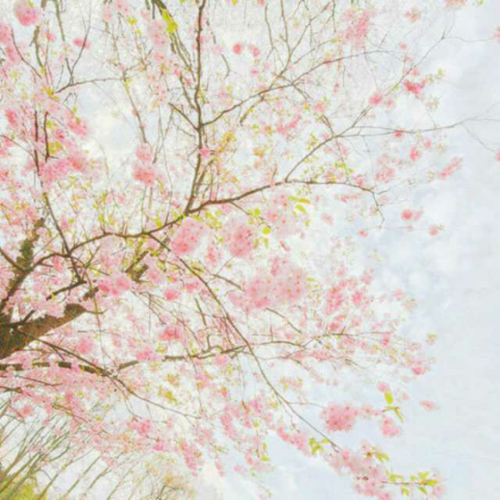 一棵开花的树创作背景徐志摩