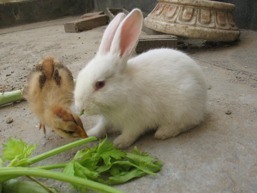 小兔子几天吃一次食物（小兔子隔多少时间喂一餐）