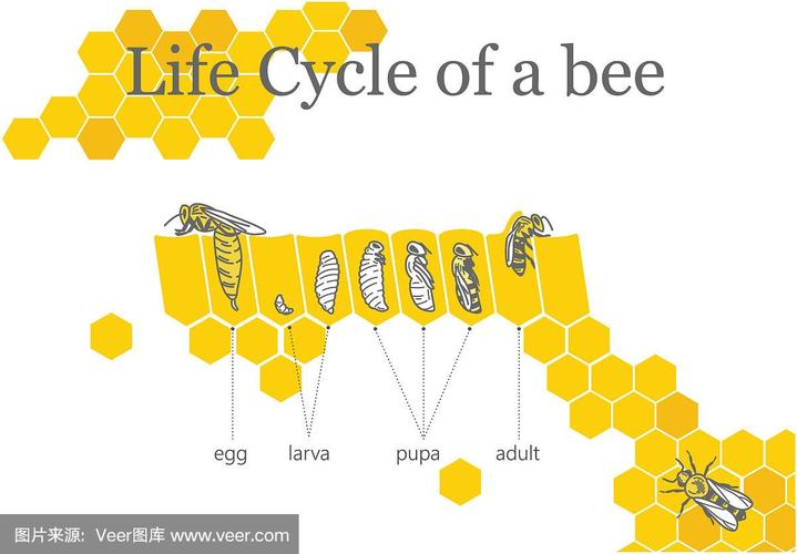 蜜蜂生命周期