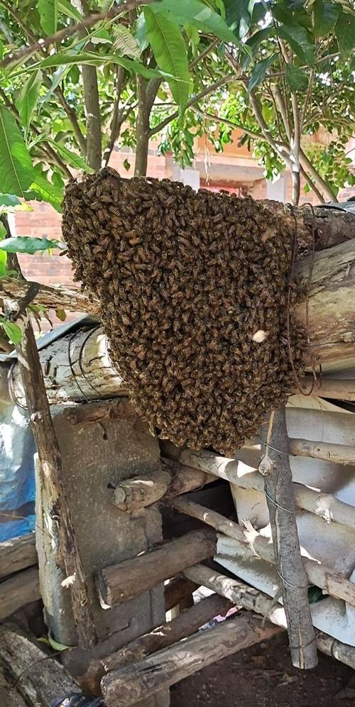 一箱蜜蜂会分蜂几次