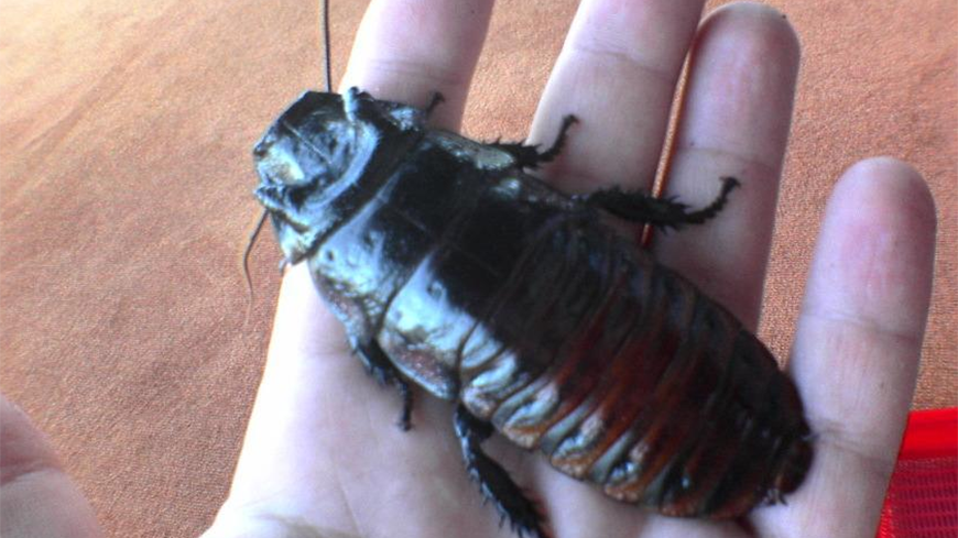史前最大的蟑螂有多可怕