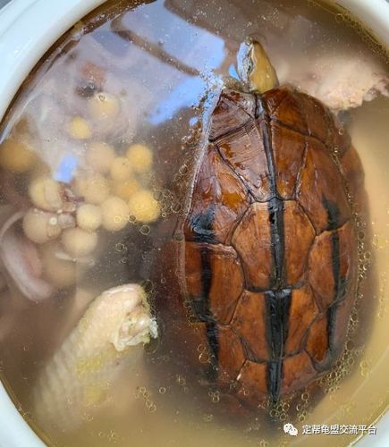 巴西龟煲汤的最佳吃法是什么