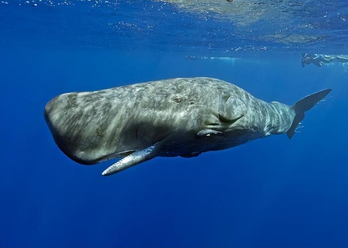 海底最大的生物是什么
