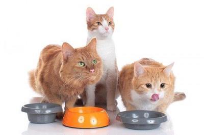 为什么有的猫喜欢吃蛋白