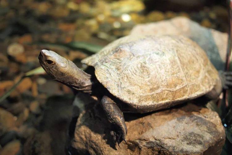 日本石龟的外观特征有哪些