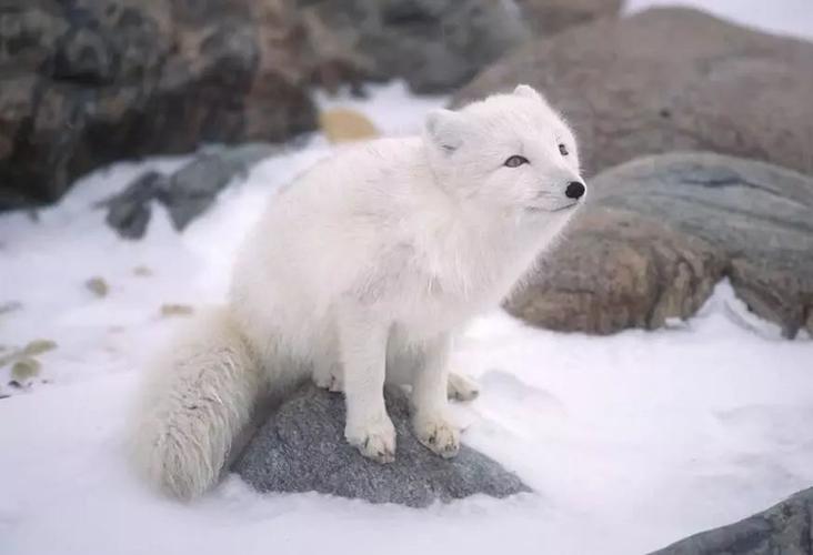 北极狐是怎么过冬的