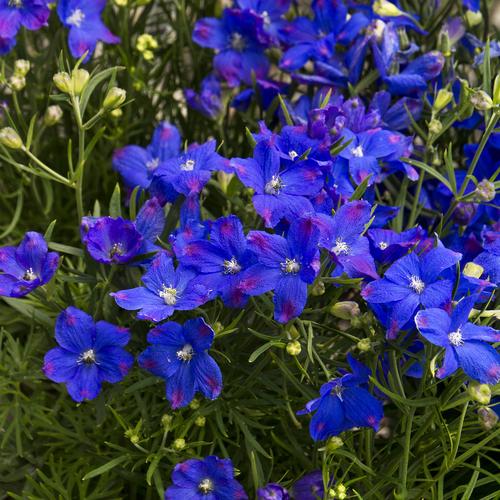 开蓝色花的植物花卉有哪些（开蓝色的花的植物有哪些）
