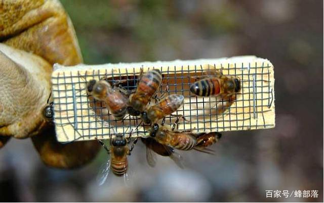 单独蜂王能引来工蜂吗