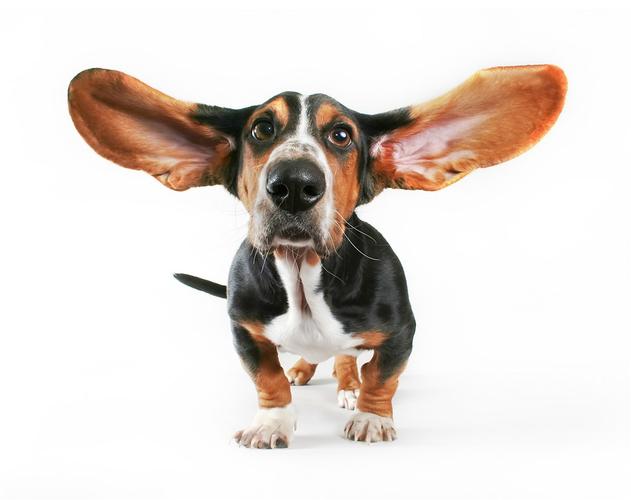 大耳朵的狗狗是什么