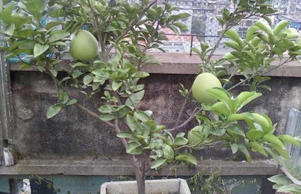 为什么家里不能种柚子树（为什么院子里忌讳种柚子树）