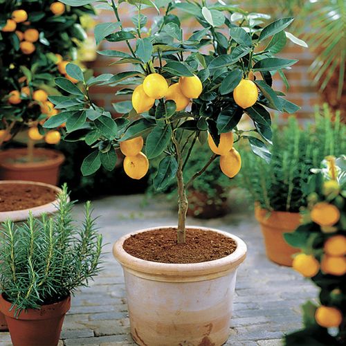 柠檬树盆栽