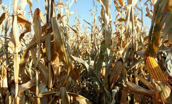 秋天是收获的季节玉米是怎样的（秋天到了田野里的玉米有什么变化）