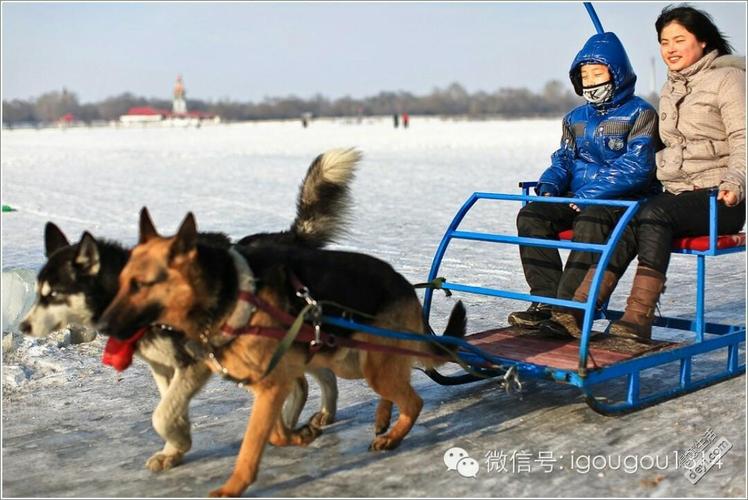 雪橇犬拉雪橇怎么刹车，雪橇犬怎么控制方向