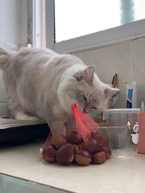 猫猫可以吃板栗吗