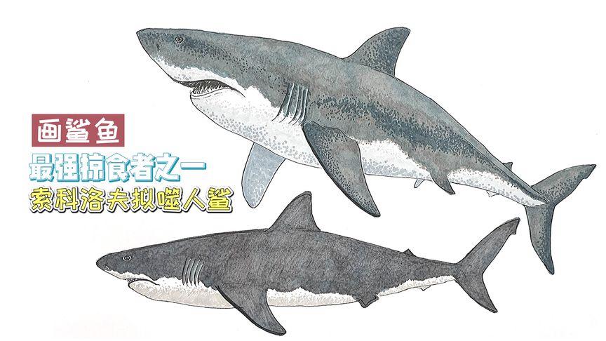 噬人鲨和剑齿鲨区别